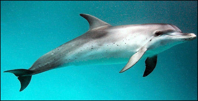 Atlantic spotted dolphin 